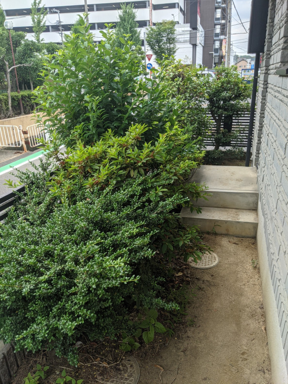 大阪府藤井寺市 剪定 桜 ヒイラギ ナンテン 西川草去園