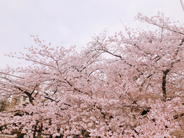 河口恭吾 桜 ひろ