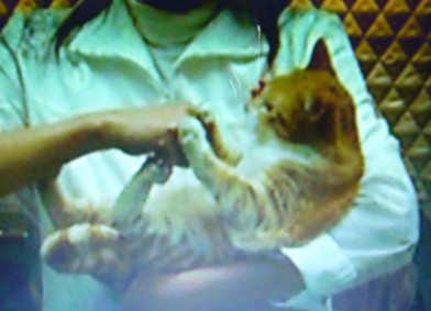 佐渡先生の猫 あずきもち 佐渡先生の猫 あずきもち