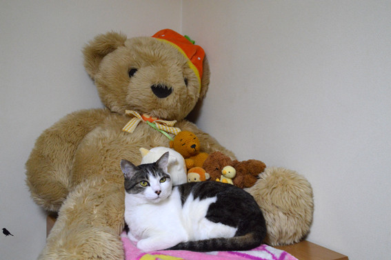 猫のぬいぐるみ あずきもち 猫のぬいぐるみ あずきもち