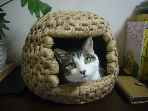 紙ひも猫ちぐら3号機 まとめ あずきもち 紙ひも猫ちぐら3号機 まとめ あずきもち