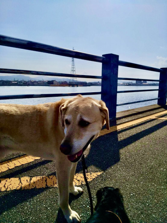 2021年01月の記事一覧 ページ2 Npo法人 補助犬とくしま