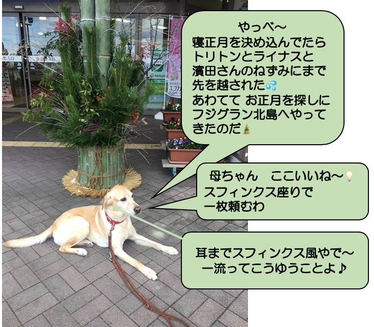 年01月の記事一覧 ページ3 Npo法人 補助犬とくしま