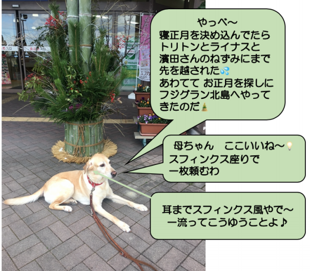 トキさんぽ Npo法人 補助犬とくしま