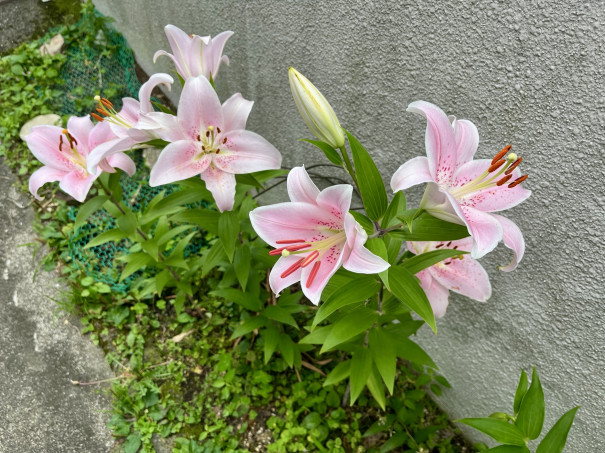 補助犬とくしま 花だより 庭先 お隣さんの庭 Npo法人 補助犬とくしま