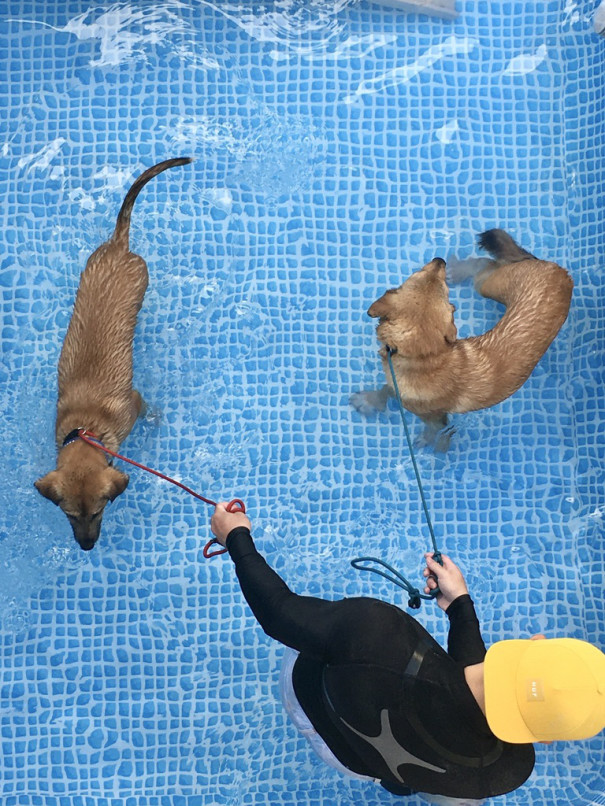保護犬からセラピードッグ 聴導犬 介助犬へ Npo法人 補助犬とくしま