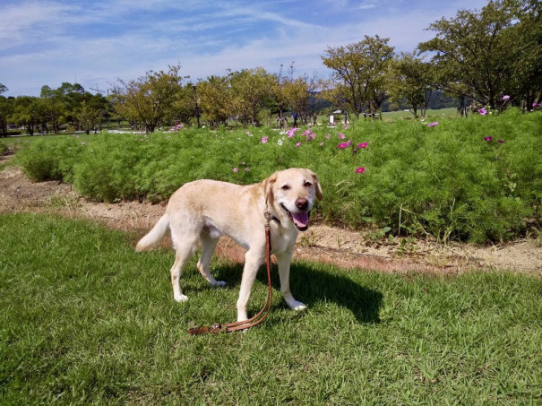 トリトンの 徒然なるままに Npo法人 補助犬とくしま