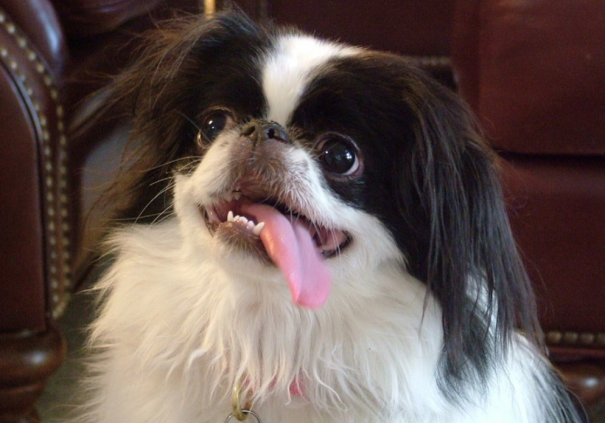 犬にまつわる故事 ことわざシリーズ Npo法人 補助犬とくしま