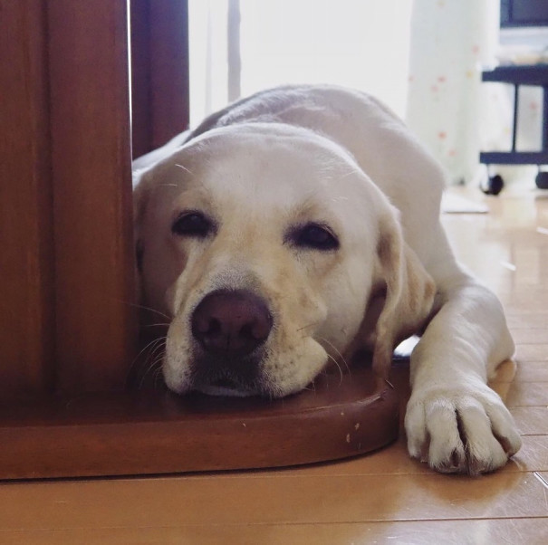 ライナスのnice ライフ Npo法人 補助犬とくしま