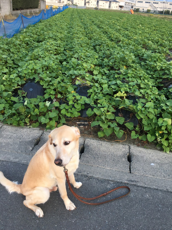 トキさんぽ みぃつけたぁ Npo法人 補助犬とくしま