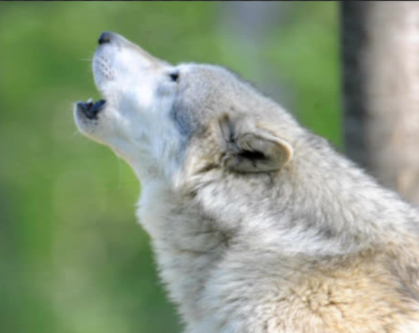 犬にまつわる故事 ことわざシリーズ Npo法人 補助犬とくしま 犬にまつわる故事 ことわざシリーズ Npo法人 補助犬とくしま
