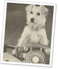 聴導犬の歴史 | NPO法人 補助犬とくしま