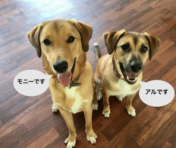 年 ご支援をありがとうございました Npo法人 補助犬とくしま