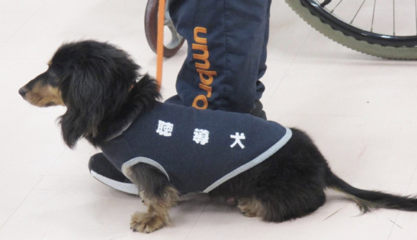 聴導犬ってどんな犬 Npo法人 補助犬とくしま