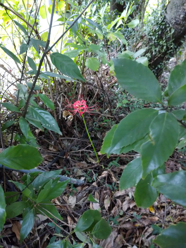 彼岸花 Npo法人 補助犬とくしま