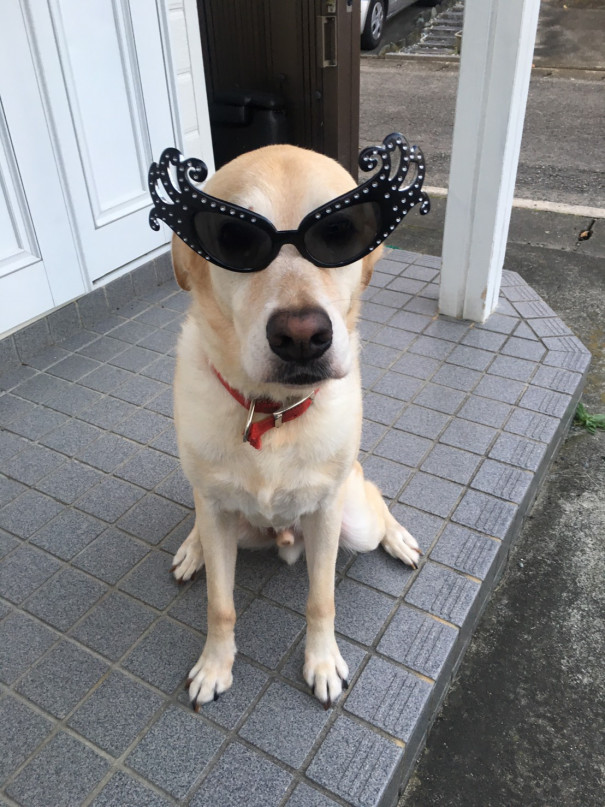 ハロウィン Npo法人 補助犬とくしま