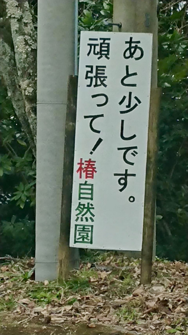 補助犬とくしま 花だより 椿自然園編 Npo法人 補助犬とくしま