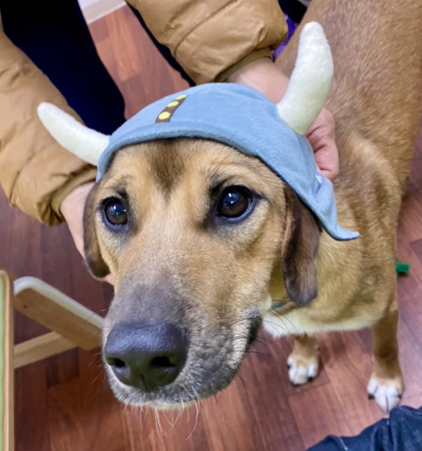 保護犬からセラピードッグ 聴導犬 介助犬へ Npo法人 補助犬とくしま