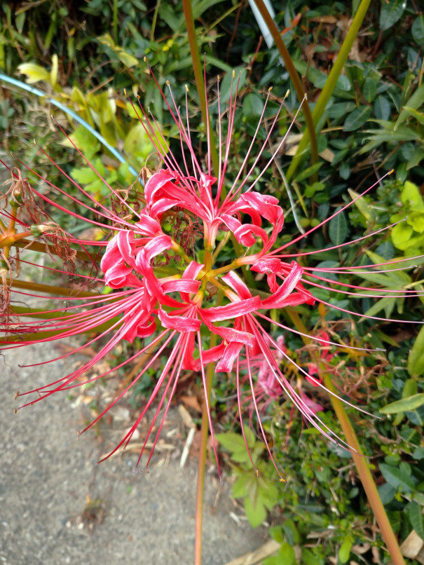彼岸花 Npo法人 補助犬とくしま