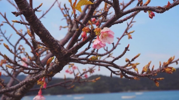 ライナスのnice ライフ Npo法人 補助犬とくしま ライナスのnice ライフ Npo法人 補助犬とくしま