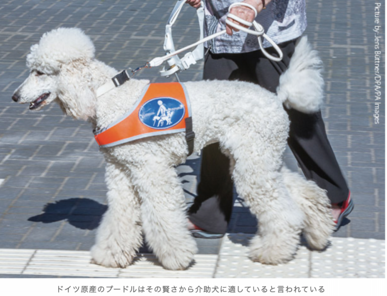 介助犬の犬種と適性 NPO法人 補助犬とくしま