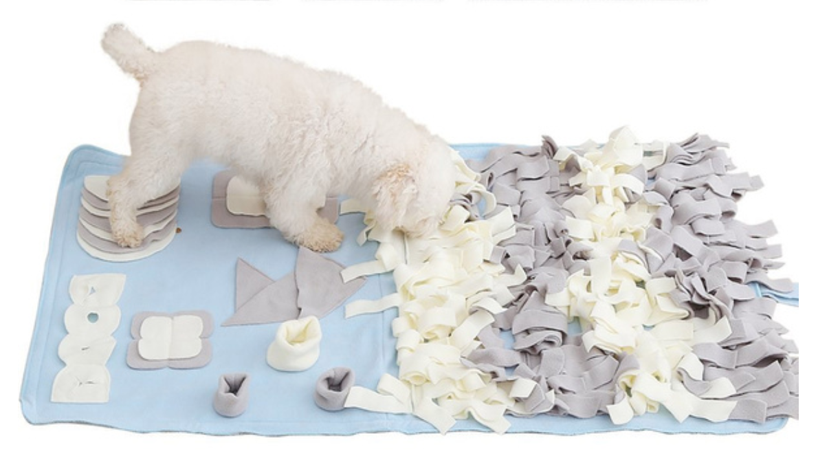 保護犬からセラピードッグ・聴導犬・介助犬へ🐕 | NPO法人 補助犬とくしま