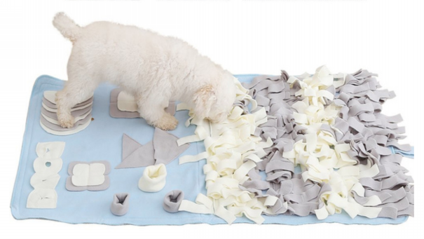 保護犬からセラピードッグ・聴導犬・介助犬へ🐕 | NPO法人 補助犬とくしま