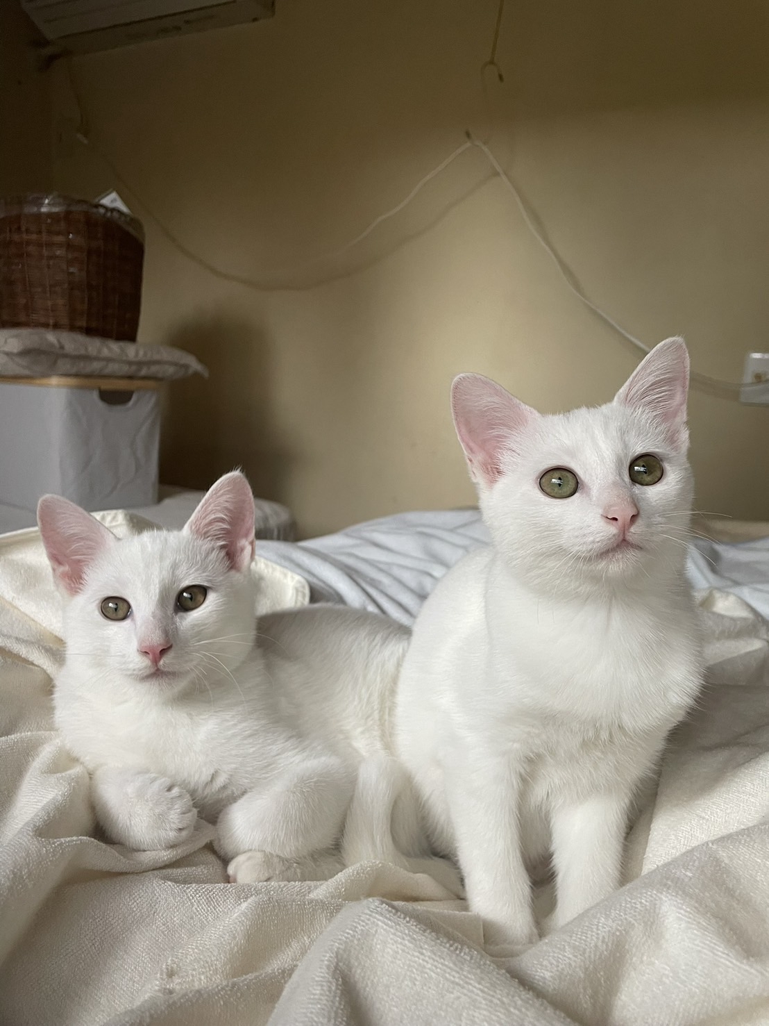 ひたちにゃか譲渡会 | ネコスペ事務局