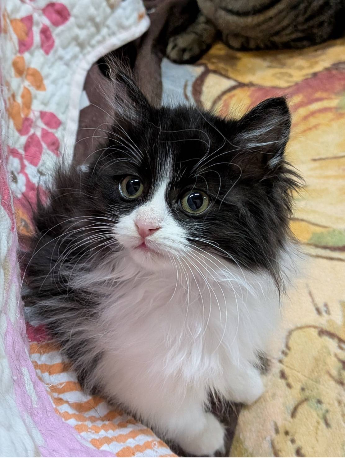 依頼者優先購入作品2　title「負けない猫」 Amazon.co.jp: ねことも2026年2月号 (2026年2月号) : 本