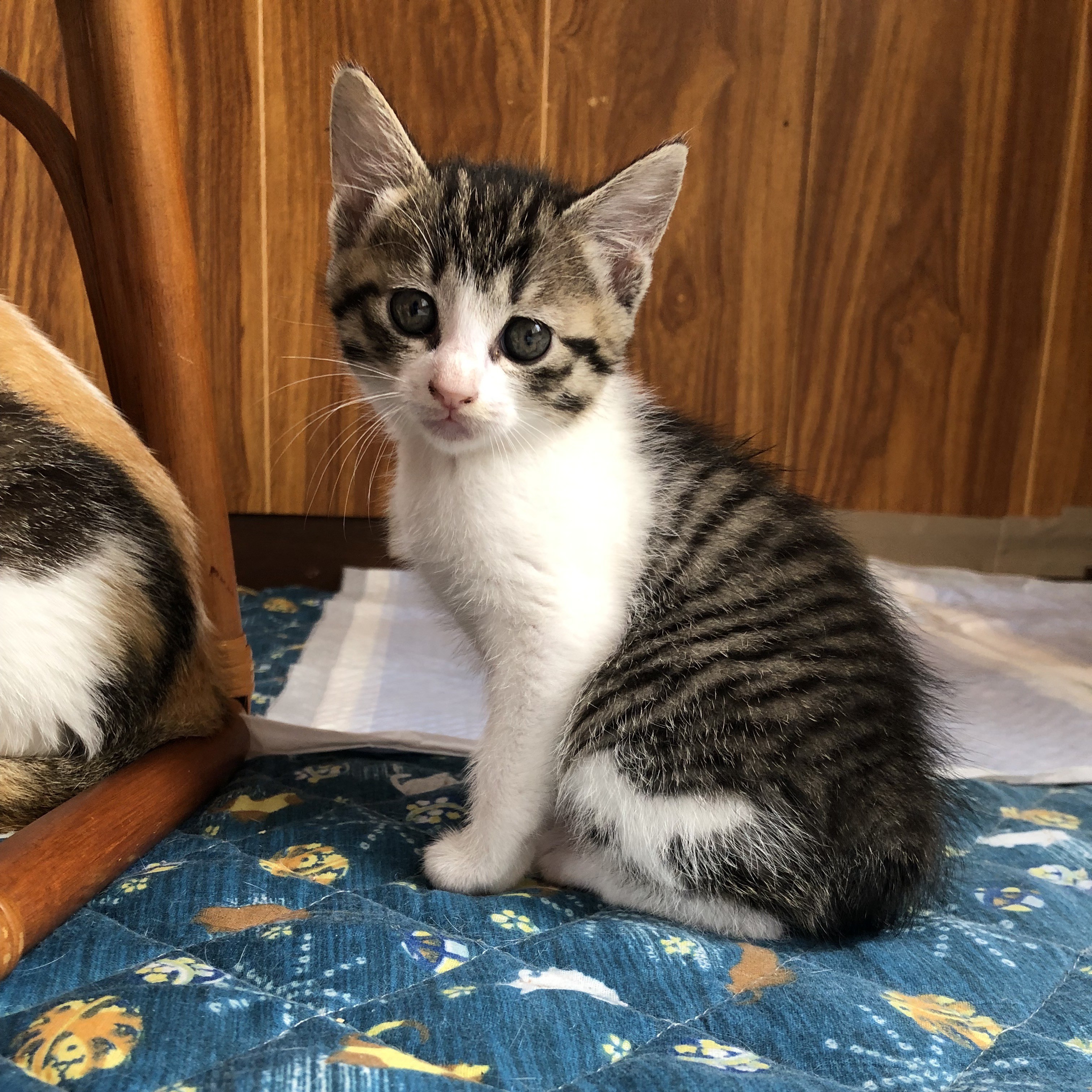 ひたちにゃか譲渡会】6/8(日)参加猫紹介① | ネコスペ事務局