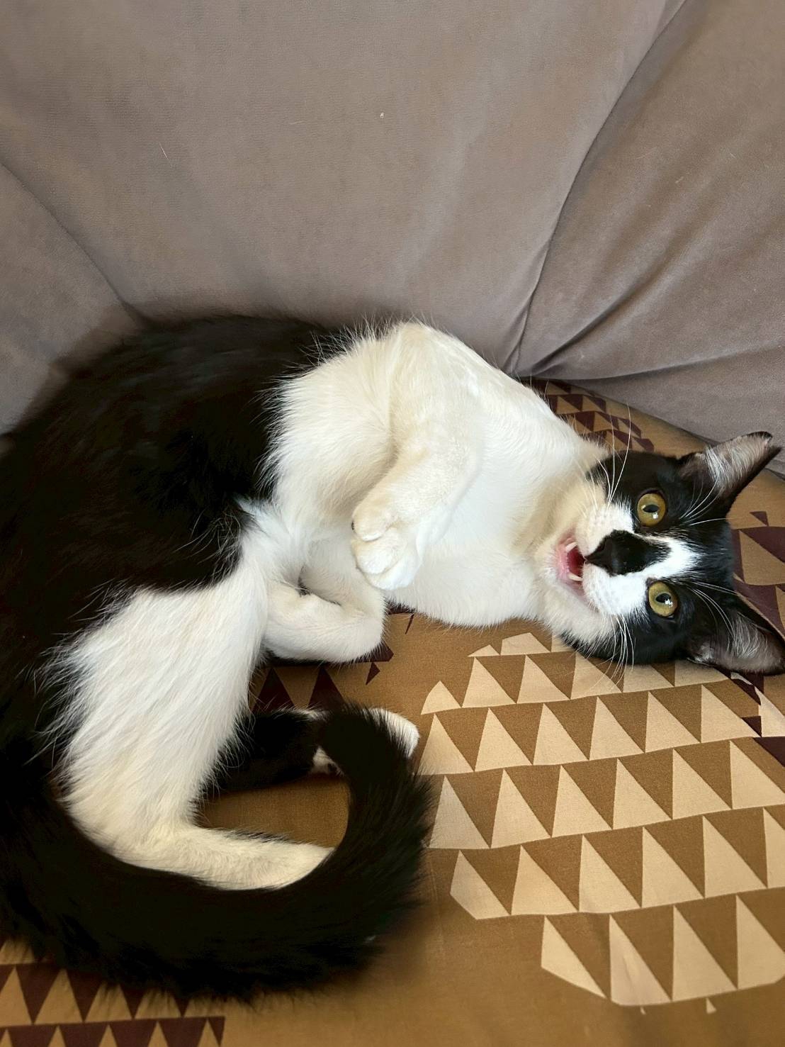 取引猫です。 9月の譲渡会は9/21(日)島忠ホームズ大谷田店、9/27(土)シバ工芸店舗前