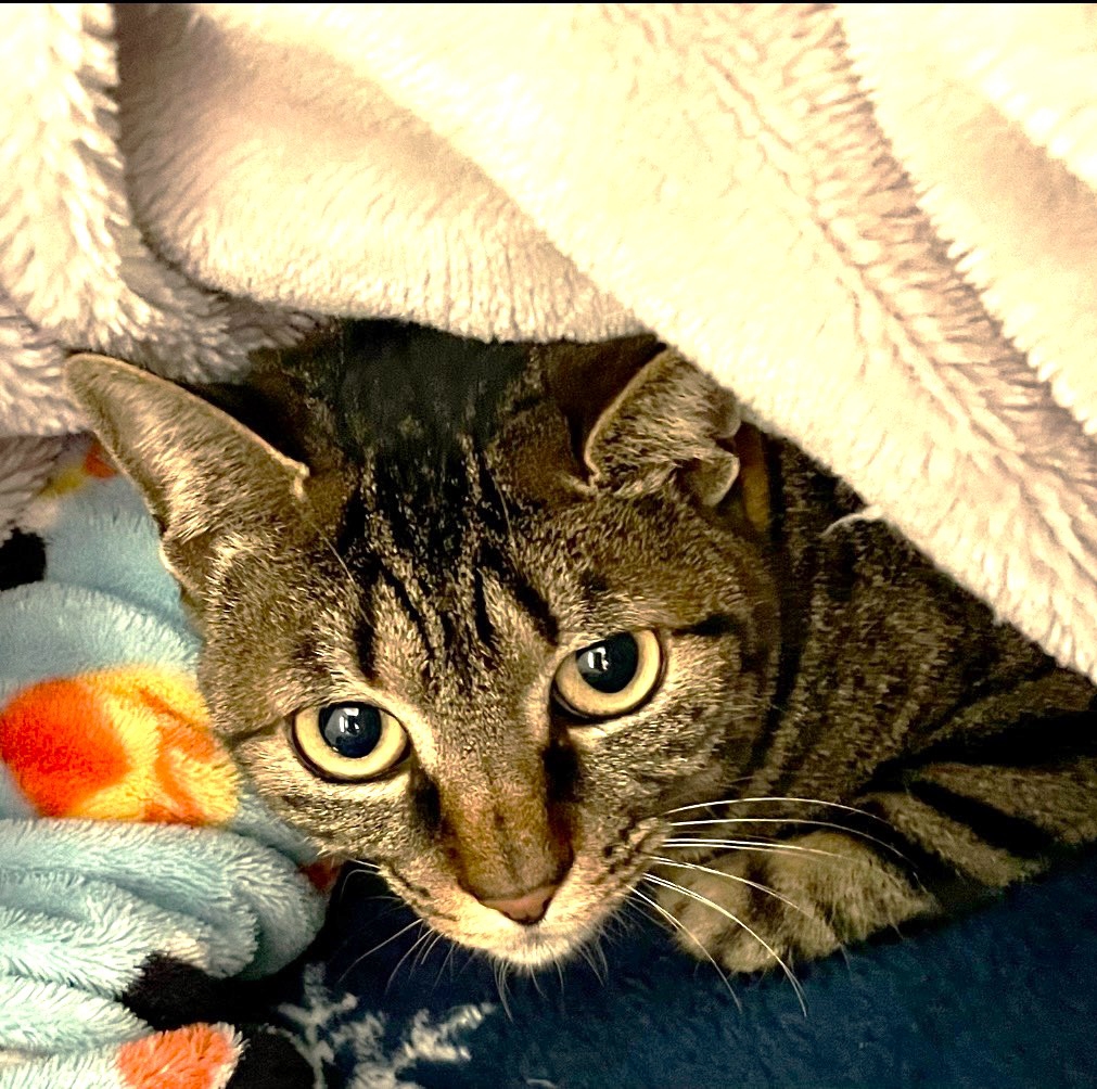 ひたちにゃか譲渡会 | ネコスペ事務局