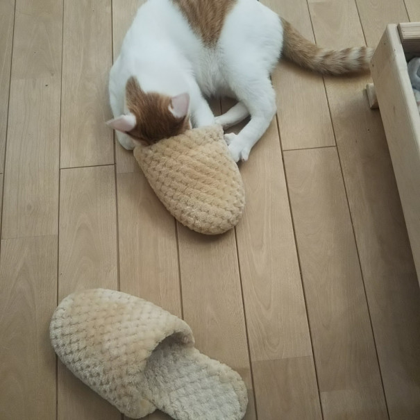 つくねこ譲渡会 2 28参加猫紹介 ネコスペ事務局 つくねこ譲渡会 2 28参加猫紹介 ネコスペ事務局