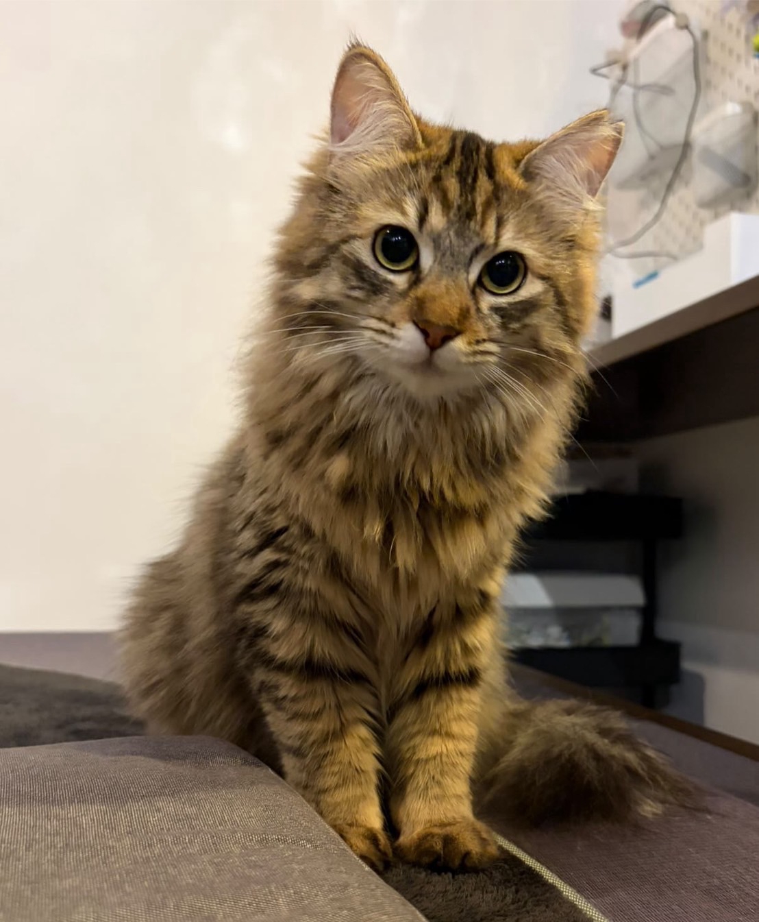 ひたちにゃか譲渡会 | ネコスペ事務局