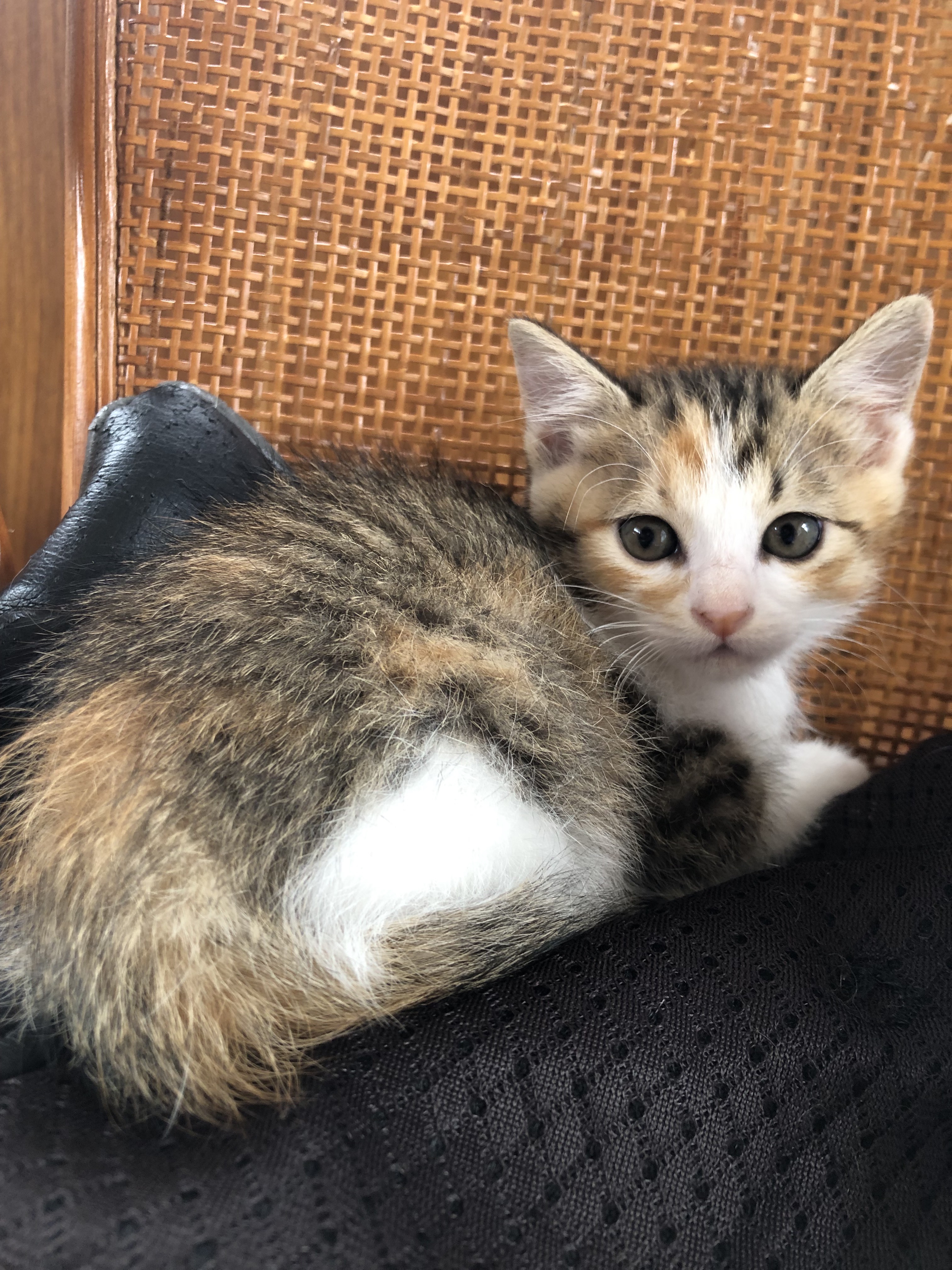 ひたちにゃか譲渡会】6/8(日)参加猫紹介① | ネコスペ事務局