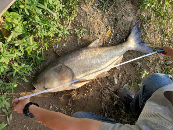バス釣り まさかのハクレン登場 大阪電気通信大学公式釣りサークル 釣道会