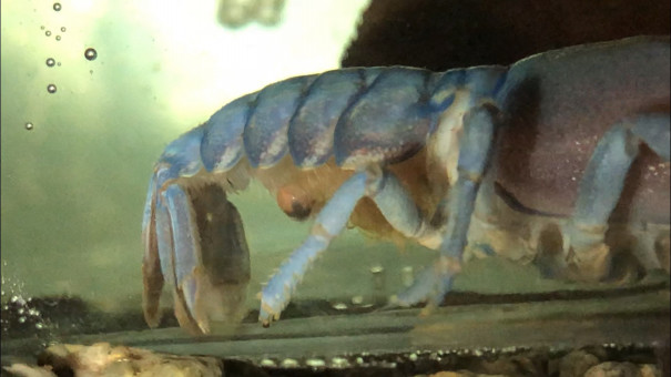 生きていた ニホンザリガニの飼育 繁殖 北海道に生息する絶滅危惧種 青いザリガニは特に珍しいです ブルーの美しさに魅せられた男のページです