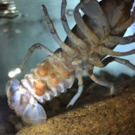 ザリガニペスト 水カビ病菌 ニホンザリガニの飼育 繁殖 北海道に生息する絶滅危惧種 青いザリガニ は特に珍しいです ブルーの美しさに魅せられた男のページです