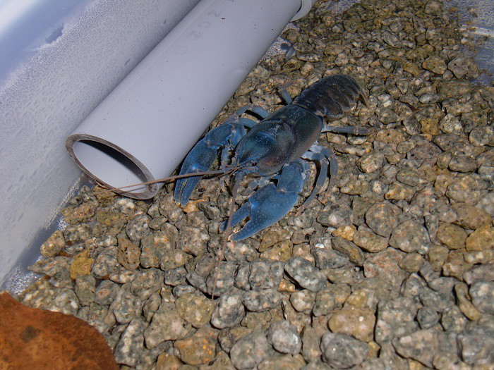 脱皮後の体色 ニホンザリガニの飼育 繁殖 北海道に生息する絶滅危惧種 青いザリガニは特に珍しいです ブルーの美しさに魅せられた男のページです