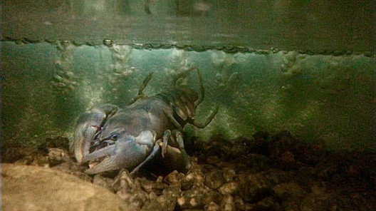 ニホンザリガニの飼育 繁殖 北海道に生息する絶滅危惧種 青いザリガニは特に珍しいです ブルーの美しさに魅せられた男のページです