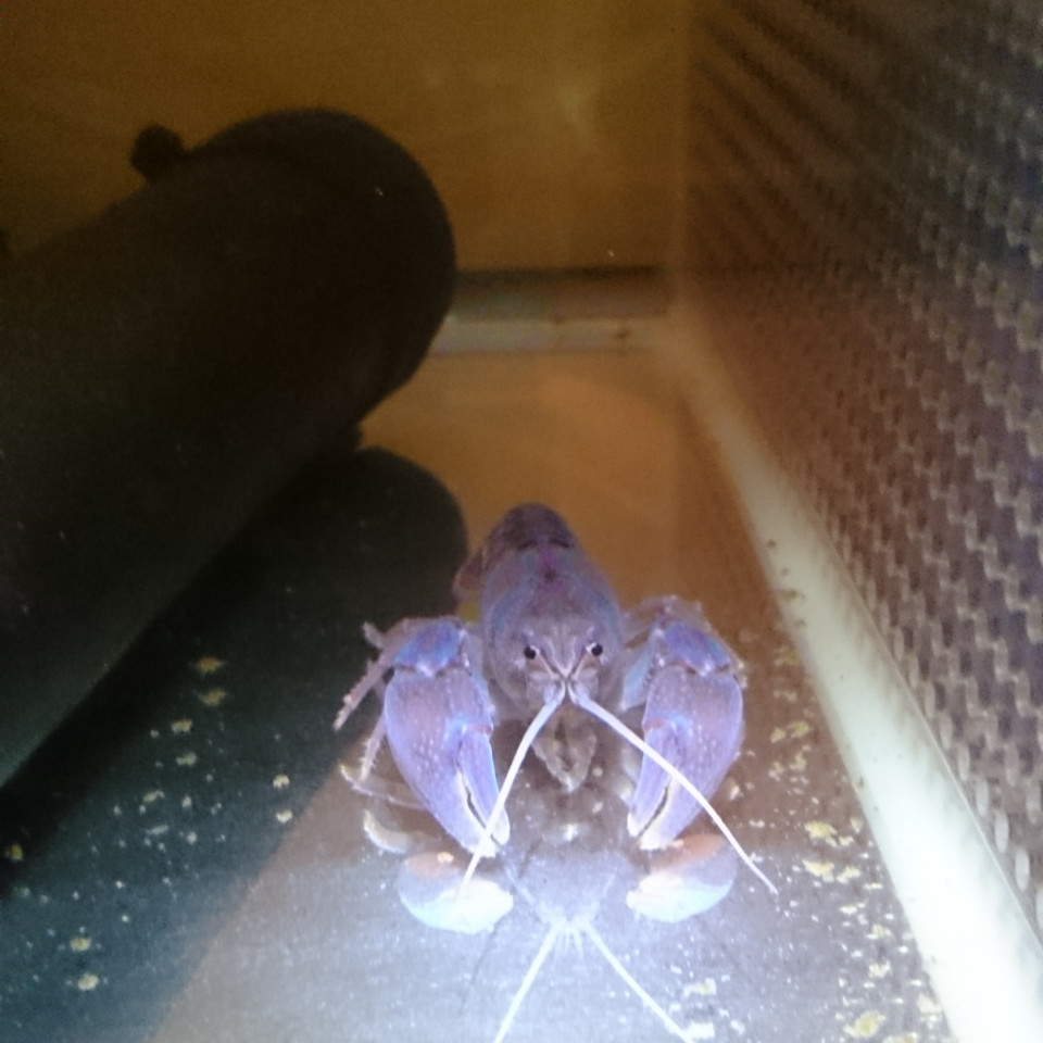 脱皮後の体色 ニホンザリガニの飼育 繁殖 北海道に生息する絶滅危惧種 青いザリガニは特に珍しいです ブルーの美しさに魅せられた男のページです 脱皮後の体色 ニホンザリガニの飼育 繁殖 北海道に生息する絶滅危惧種 青いザリガニは特に珍しいです ブルーの美しさに魅せられた男のページです