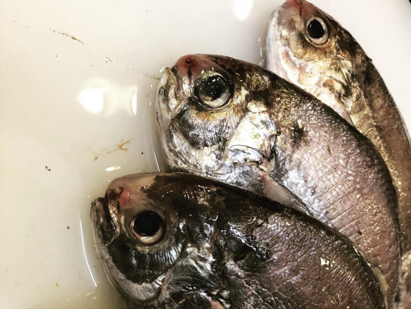 今日のお品書きはこんな感じです 大きめの豆ダイ シズ 入荷してます 塩焼き 煮付けでどうぞ それでは今日も元気に17時から営業いたします 酒肴や かと魚