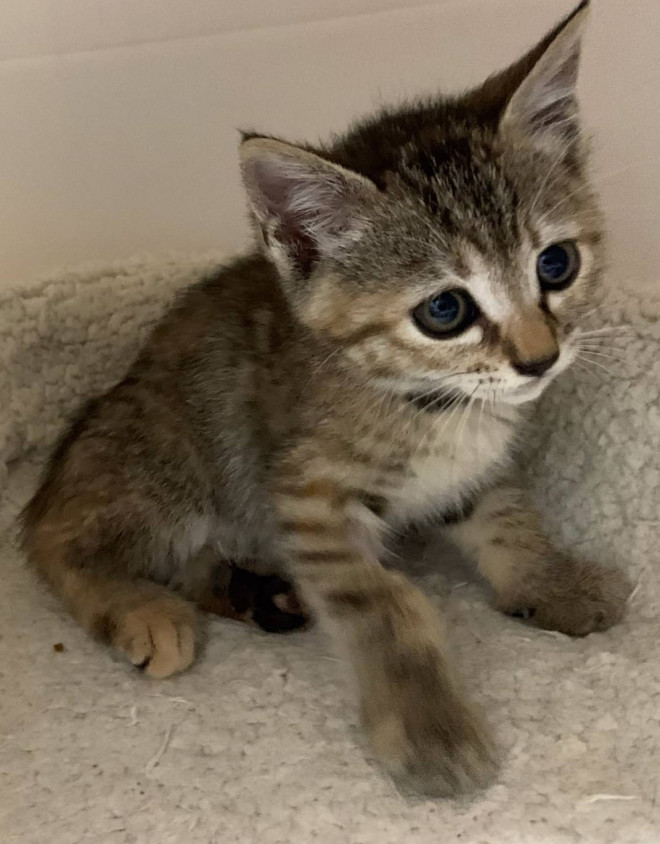 蘭 らん 女の子 小麦 ねこらいくnenetの里親さま募集猫たち