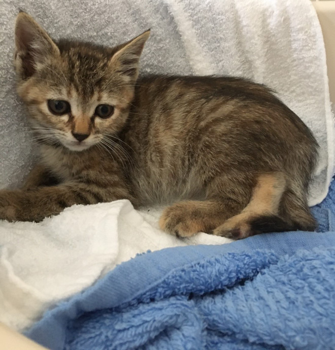 蘭 らん 女の子 小麦 ねこらいくnenetの里親さま募集猫たち 蘭 らん 女の子 小麦 ねこらいくnenetの里親さま募集猫たち