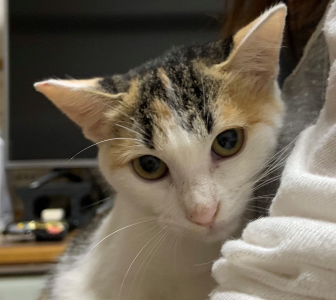りりん 女の子 4カ月 ねこらいくnenetの里親さま募集猫たち りりん 女の子 4カ月 ねこらいくnenetの里親さま募集猫たち