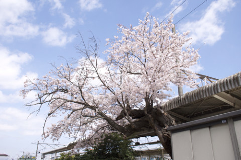 百年さくらの物語