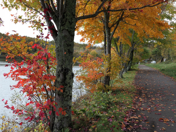 女神湖が紅葉のベストシーズン Bluebell Cottage