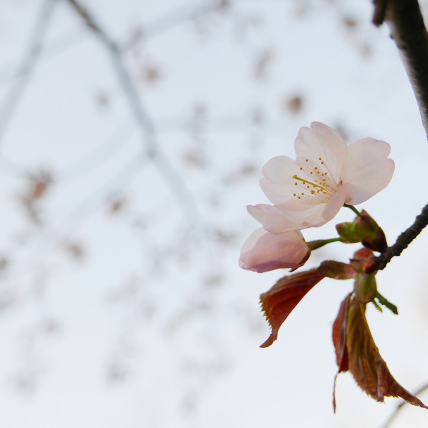 自分だけのお気に入りのアバターを見つけよう Bashico Labo