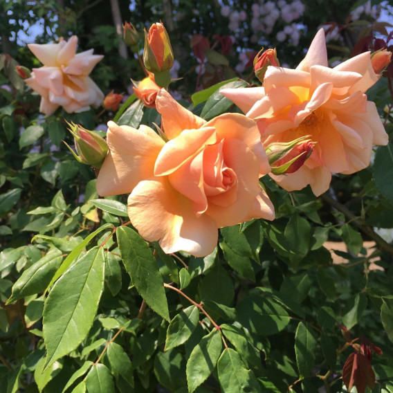 Rose Petals by Walking Cradles レディース カラー: オレンジ My roses calendar October  "Crepuscule". | michie-botanical- Rose Petals by Walking Cradles レディース