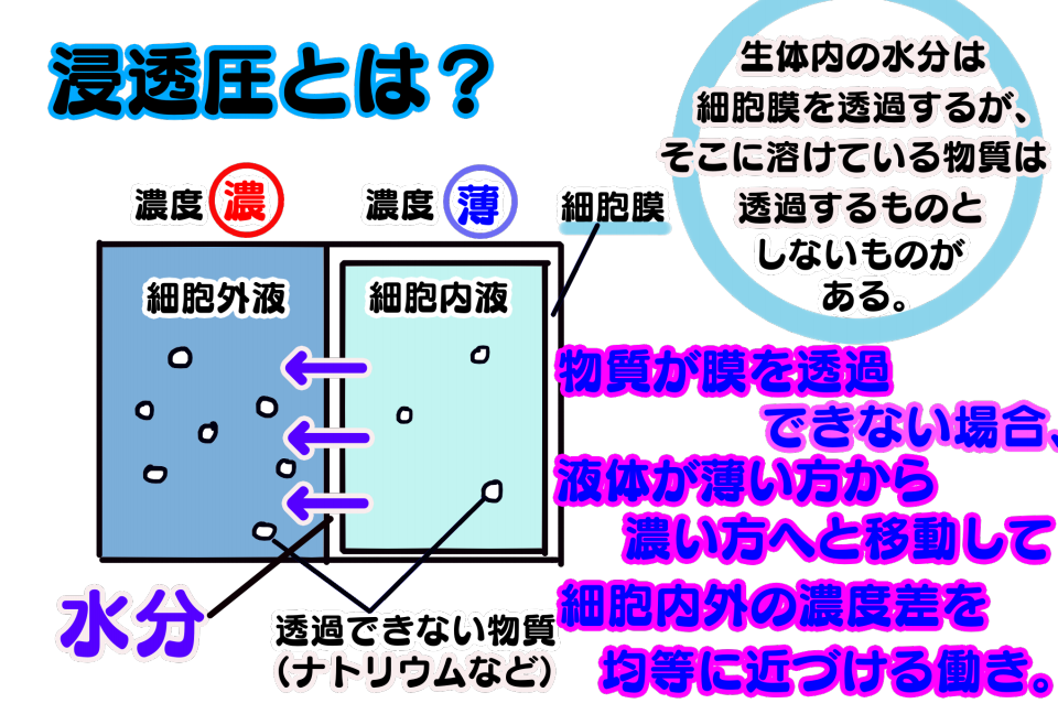 ゆる減塩生活 基礎編 横浜上大岡 整体 筋膜 ハーブボール Sora